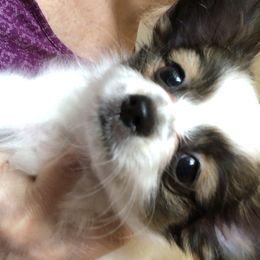 Papillon and Poodle Puppies from Kipling Papillons and Poodles