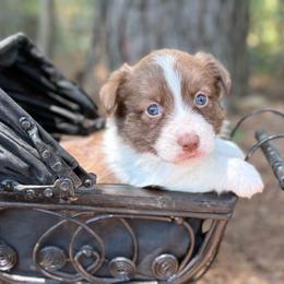Teal Collar - Liver and white female American Corgi puppy in Nashville, Arkansas from Whisenhunt Farms