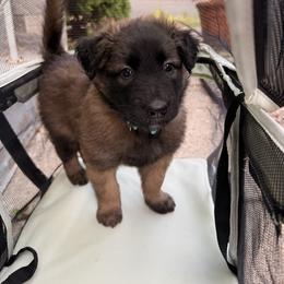 Blue Collar - Fawn and black male Belgian Tervuren puppy in Buffalo, New York from Nordstern Tervuren