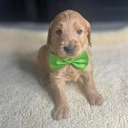 Creamer - Apricot male Goldendoodle puppy in Summerville, South Carolina from Pawmazing Doodles