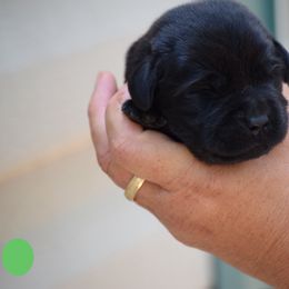 Green - Black Male - Black male Labrador Retriever puppy in Edgefield, South Carolina from Backwoods Pond Labradors LLC