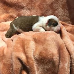 Dalton Orange - Red and white male Bulldog puppy in Laurel, Montana from Bull Mountain Bulldogs