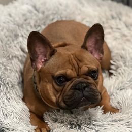 Louie - French Bulldog