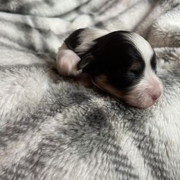 Clover - Chocolate female Havanese puppy in Starr, South Carolina from Home with Havanese