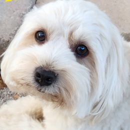 River - Havanese