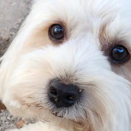 River - Havanese