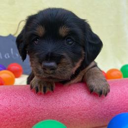 Robin-Red Collar-2500 - Black and tan female Dachshund puppy in Great Bend, Pennsylvania from Dashing Doxies