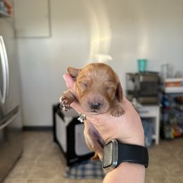 Boy 2 - Cream male Dachshund puppy in Las Animas, Colorado from J&D Dachsies