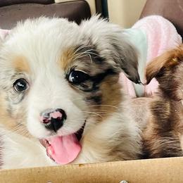 Miniature Australian Shepherds from JAM Creek Mini Aussies