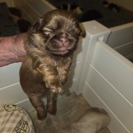 Jeff - Chocolate and tan male Shih Tzu puppy in Cook County, Illinois from My Tzu Crew