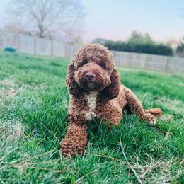 Ruby Kate - Australian Labradoodle