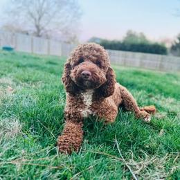 Ruby Kate - Australian Labradoodle