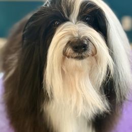 Havanese Puppies from Portree