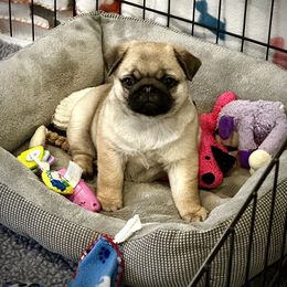 Pug Puppies from Triptych Kennels
