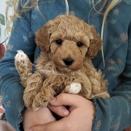 Sugar Mini Poodle Raised in Home - Cream female Poodle puppy in Falcon, Missouri from Cedar House Heritage Poodles | AKC Toy & Miniature Poodle Puppies Raised in Home