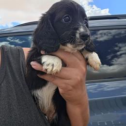 Penelope - Black female Dachshund puppy in El Paso, Texas from Mells Weenies