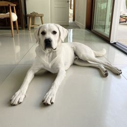 Labrador Retriever All Grown Up from Chateau St. John