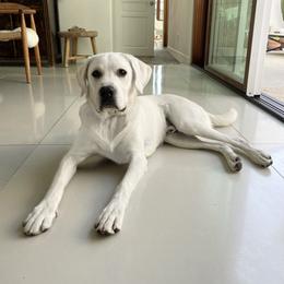 Labrador Retriever All Grown Up from Chateau St. John