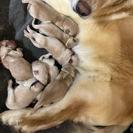 Girl 4 - Light golden female Golden Retriever puppy in Middleburg, Pennsylvania from South Hill Golden Retrievers