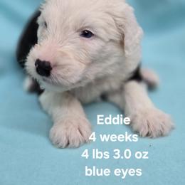 Eddie - Gray and white male Old English Sheepdog puppy in Sutherlin, Oregon from Sapphire Eyes Sheepdogs