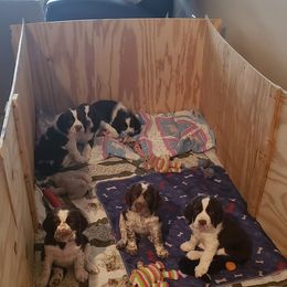 English Springer Spaniel puppies from Wolfe Clan English Springer Spaniels