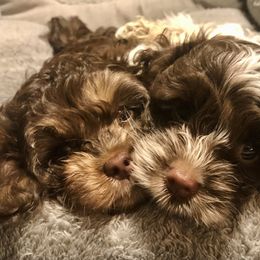 Cockapoo Puppies from Benji’s Cockapoos