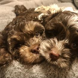 Cockapoo Puppies from Benji’s Cockapoos