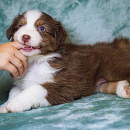Australian Shepherd Puppies from Lovable Little Aussies