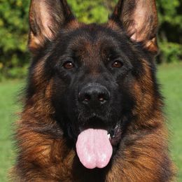 Boston - German Shepherd