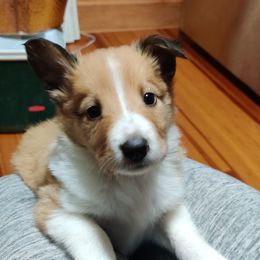 Old Time Scotch Collie Puppies from Lanz Hollow Farm