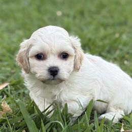 Bichon Frise, Shichon, and Shih Tzu Puppies from Teddy Bears of Arizona