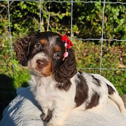 Dora - Chocolate and tan female Dachshund puppy in Utica, Ohio from Poodle Me Crazy