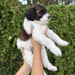 Bernedoodle and Whoodle Puppies from Gilbert Bernedoodles & Whoodles