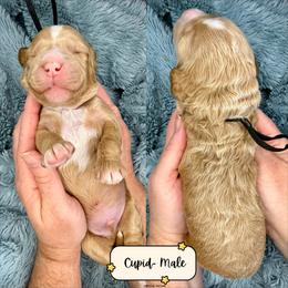 Cupid - Caramel male Australian Labradoodle puppy in Citrus Heights, California from Elite Blend Labradoodles