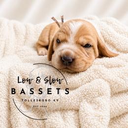 Karen - Mahogany and white female Basset Hound puppy in Tollesboro, Kentucky from Low and Slow Bassets