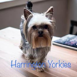 Paddington - Yorkshire Terrier