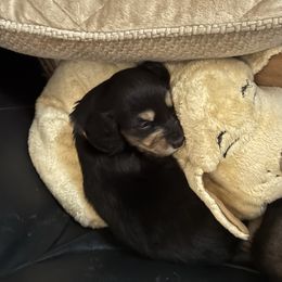 Salem - Black and cream male Dachshund puppy in Minnesota from Scarletson Dachshunds