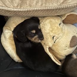 Salem - Black and cream male Dachshund puppy in Minnesota from Scarletson Dachshunds