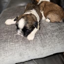 Shih Tzu Puppies from Niepoetter Shih Tzus