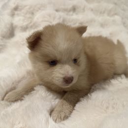 Girl 2 - Wolf sable female Pomsky puppy in Arkansas from The Looking Glass Kennel
