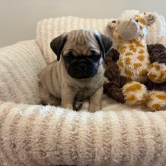 Biggest Girl - Fawn female Pug puppy in Athens, Alabama from Tina’s Pugs