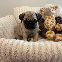 Biggest Girl - Fawn female Pug puppy in Athens, Alabama from Tina’s Pugs