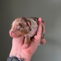 Boy 2 - Red merle male Australian Shepherd puppy in London, Kentucky from Kenmont Kennels