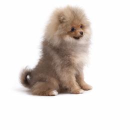 Boss Man - Red sable male Pomeranian puppy in Orange Grove, Texas from Davis Poms