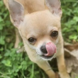 Chihuahuas from London Rouge Chihuahuas