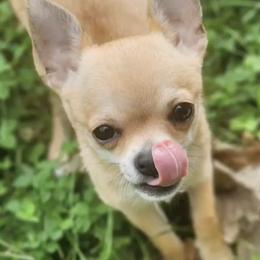Chihuahuas from London Rouge Chihuahuas