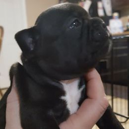 French Bulldog Puppies from Ginny's Frenchie's