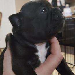 French Bulldog Puppies from Ginny's Frenchie's