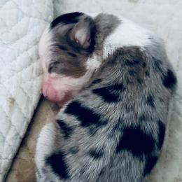 Baby Girl - Blue merle female Miniature Australian Shepherd puppy in Hagerstown, Maryland from Renegade Kennels