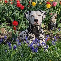 Rebel - Dalmatian